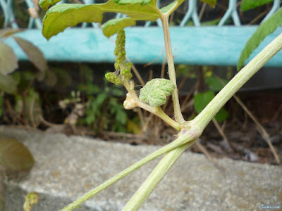 花? 花?