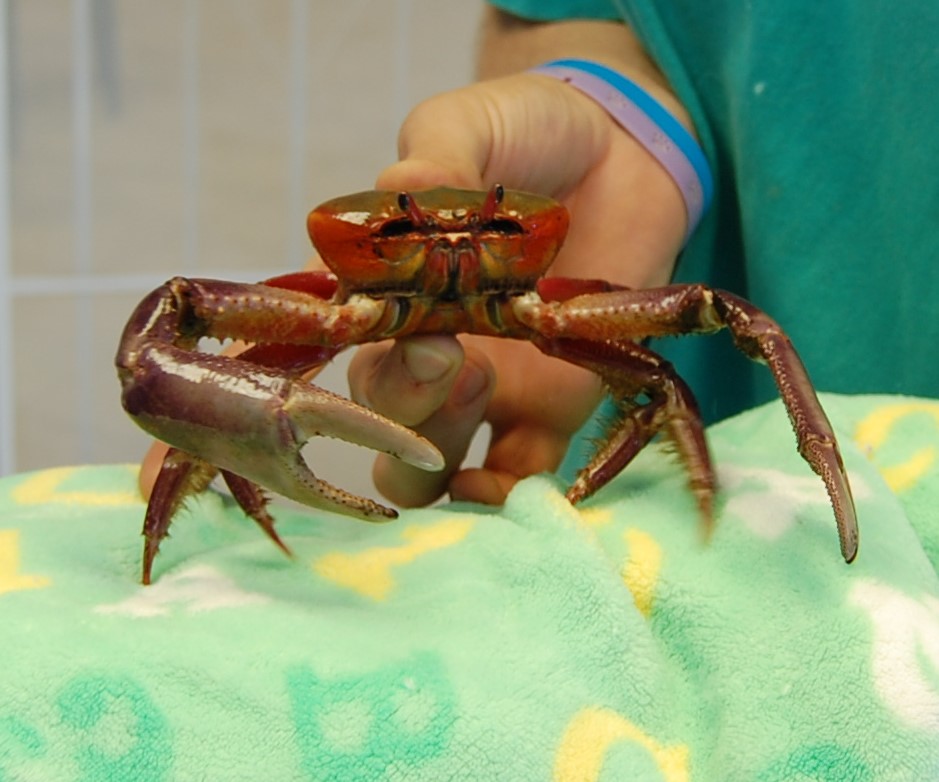 Sebastian and 6 other Land Crabs