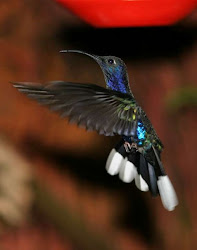 hummingbird birds violet sabrewing hummingbirds amazing backward fluttering campylopterus funny acravan fly barnorama firefly 2007 move ote answered 1001 questions