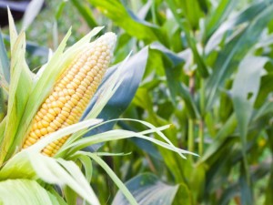 Zea Mays Manfaat Tanaman Jagung