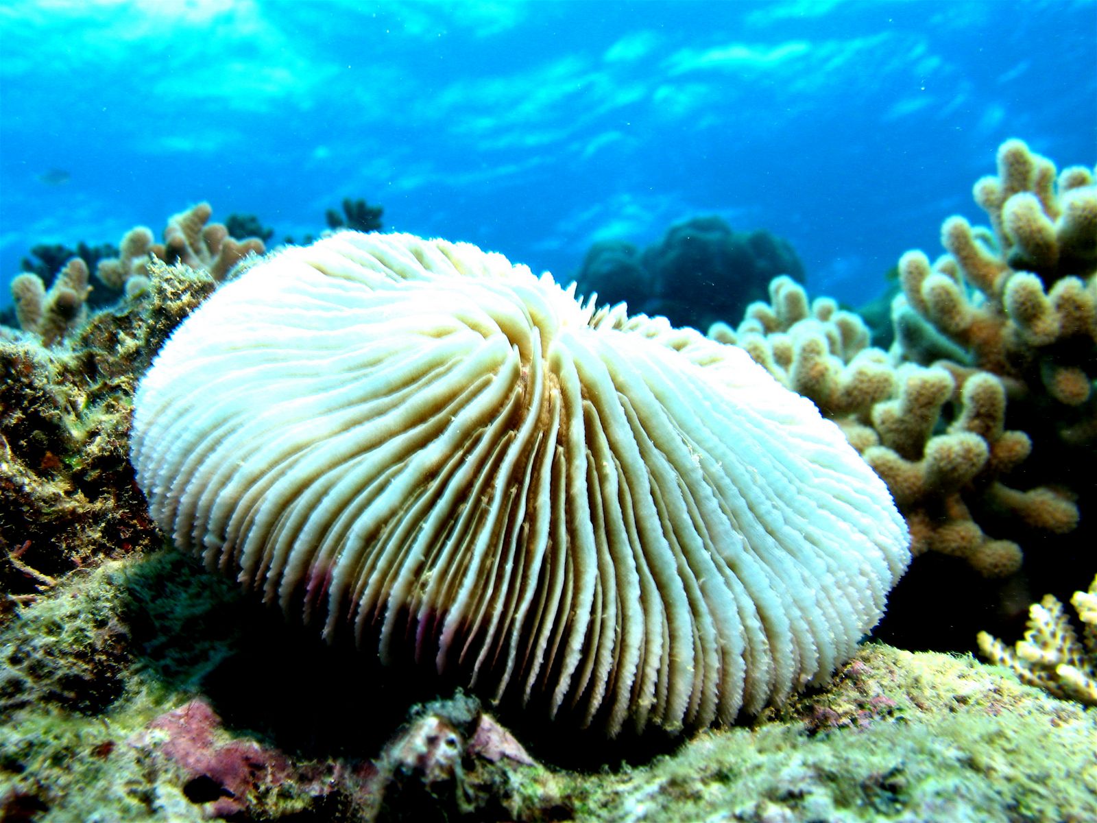 Thomas' Marine Biology Blog Mushroom Coral