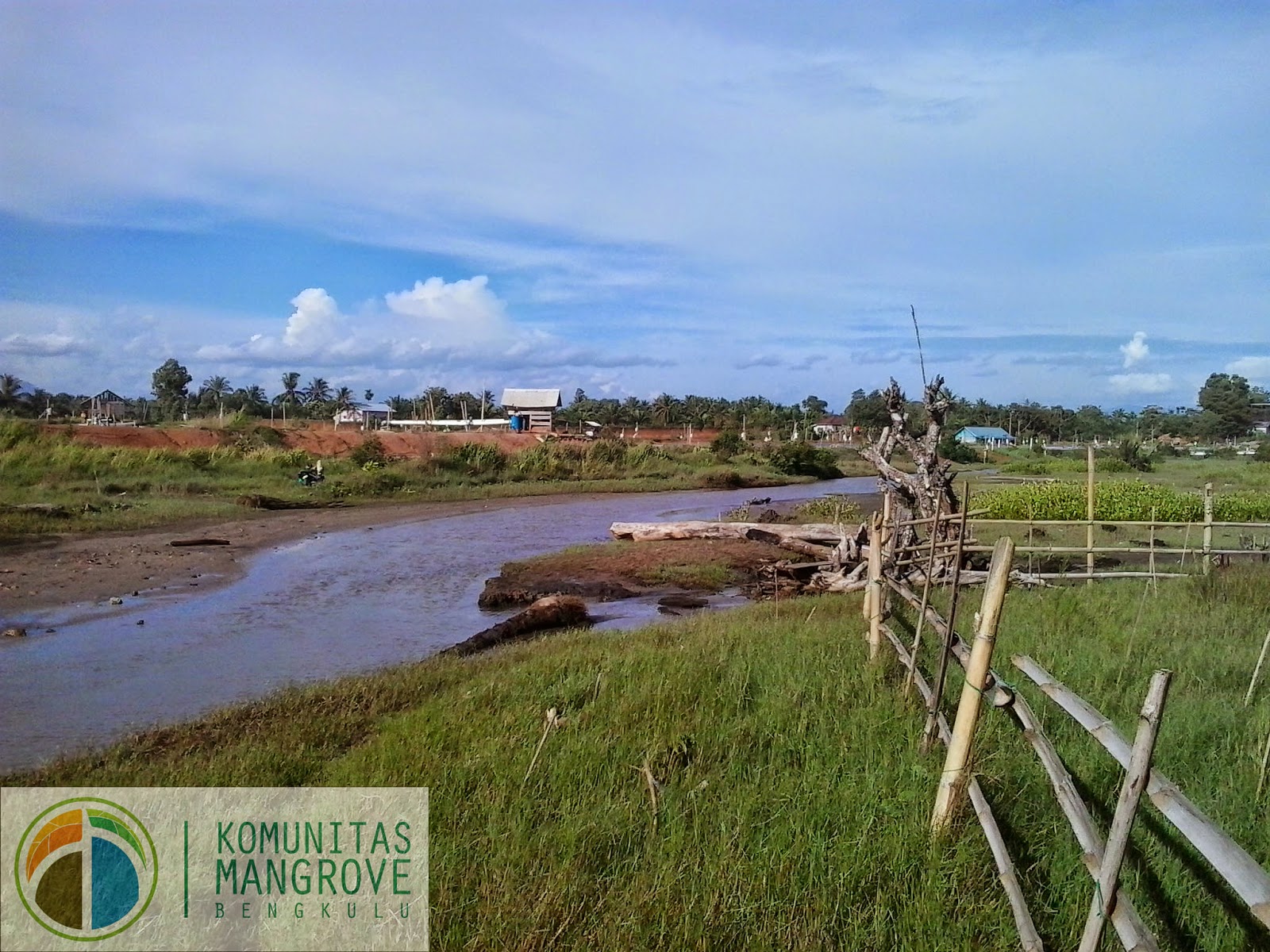 Komunitas Mangrove Bengkulu: Rusaknya Hutan Mangrove
