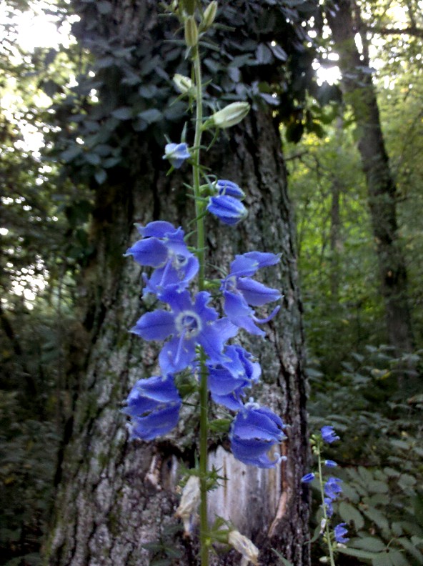 Divinebunbun's Rugged Rural Missouri A Wealth of Blue Wildflowers