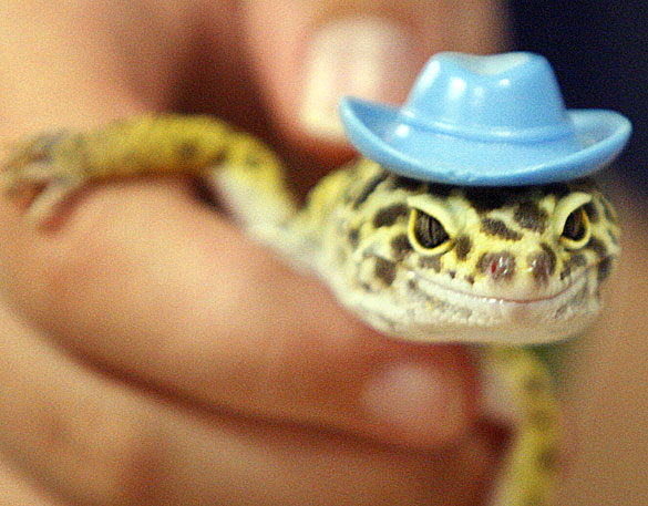 Leopard Geckos Leopard Geckos