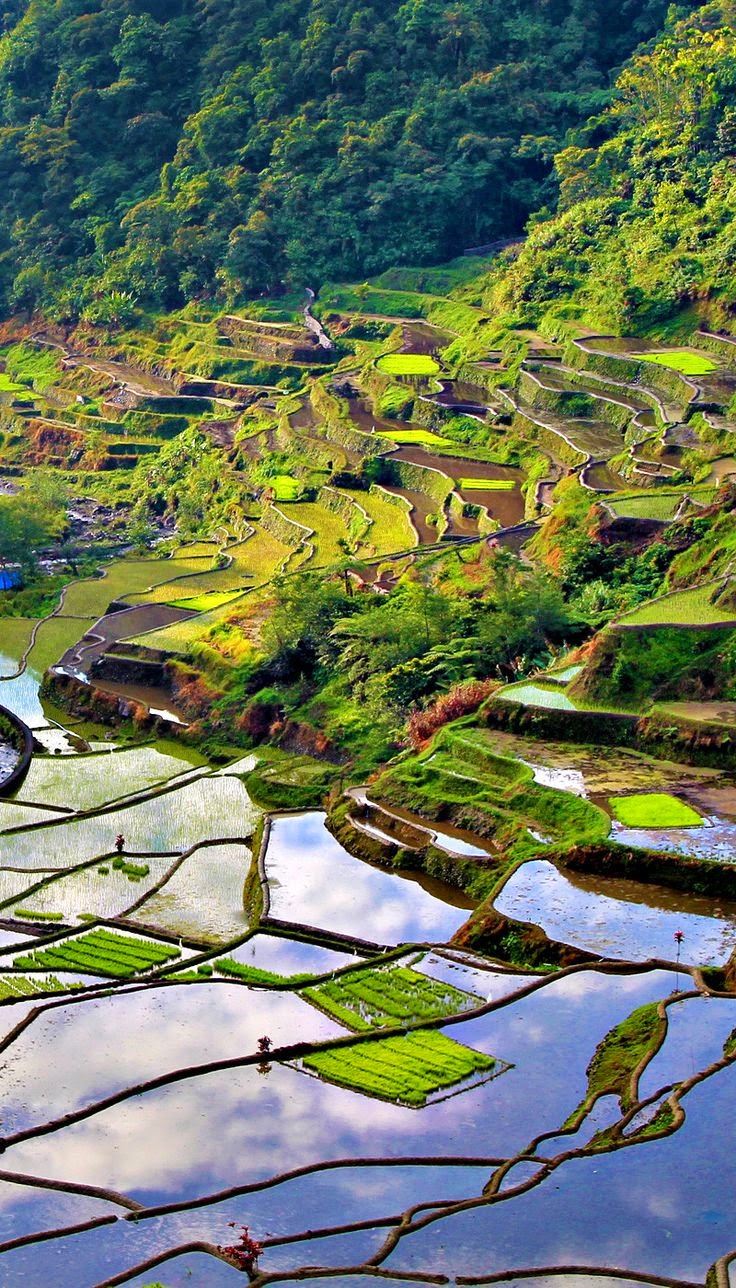 10 Most Famous Travel Destinations In Philippines | Banaue Rice Terraces, Philippines