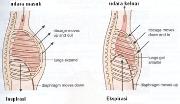 Mekanisme Pernapasan Dada Dan Perut Serta Fasenya Biologisites