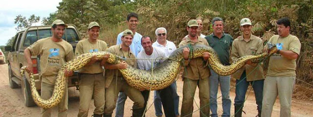giant anaconda held by ten men