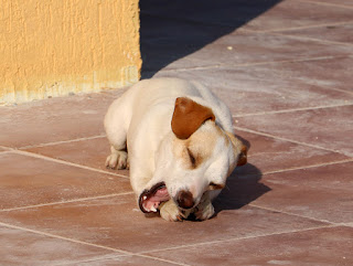 Thelma with one of her many bones Thelma with one of her many bones