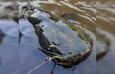 Temperamen Gilded Catfish