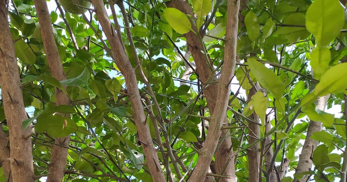 7 manfaat buah jeruk bali atau pomelo