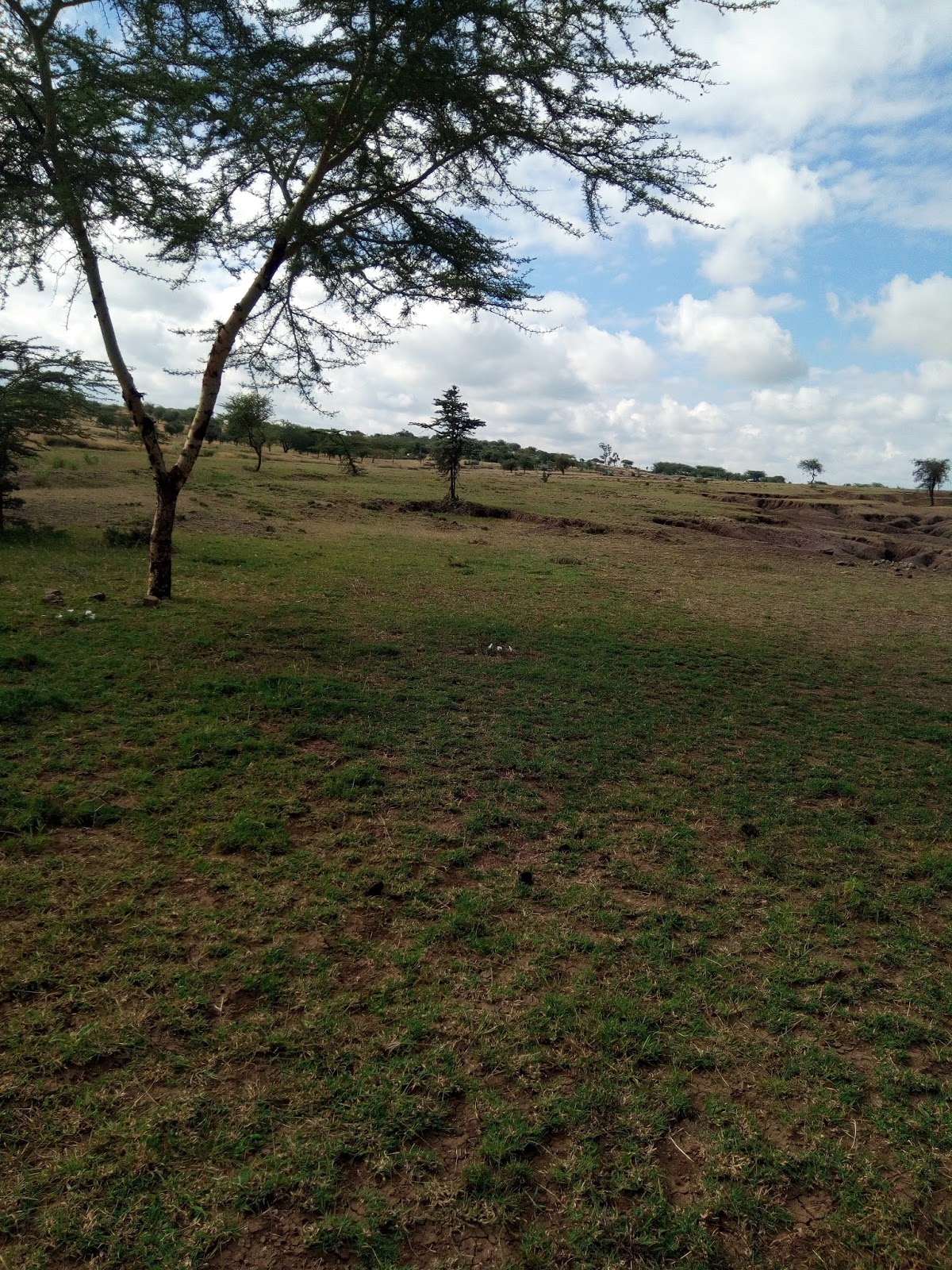 Rent house in Tanzania Arusha rent homes, Houses for sale,vacation