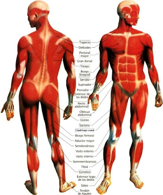 Músculos del cuerpo humano Dibujos de músculos indicando partes para niños o Sistema muscular