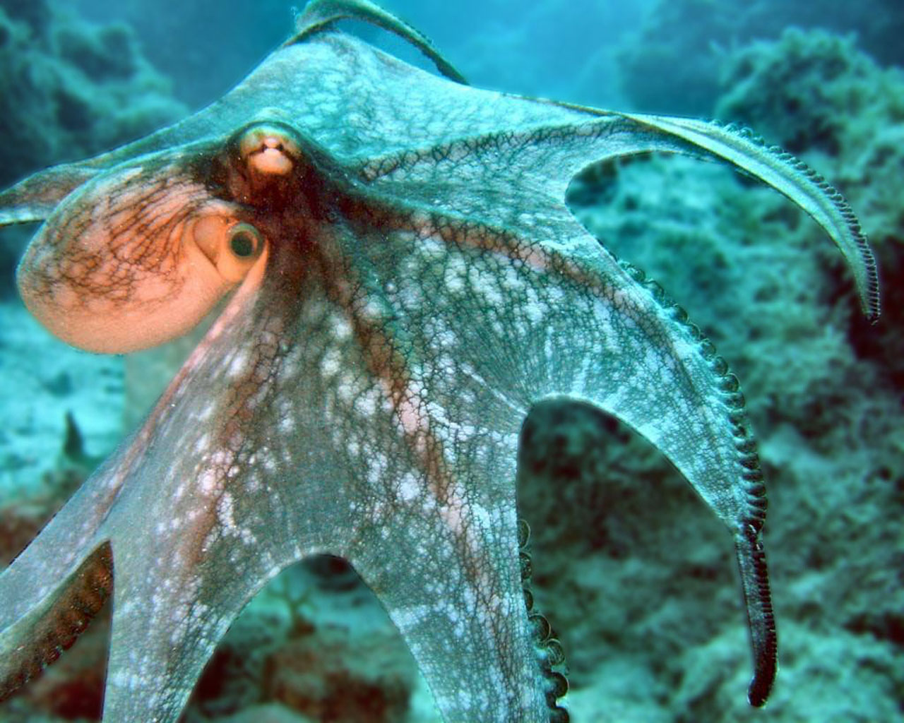Animales inteligentes: Pulpo