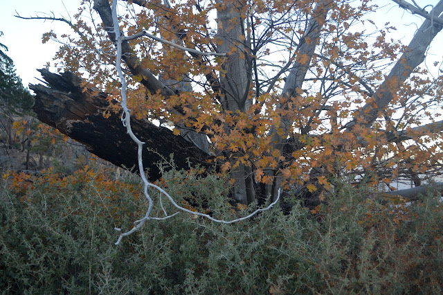 oak fall color