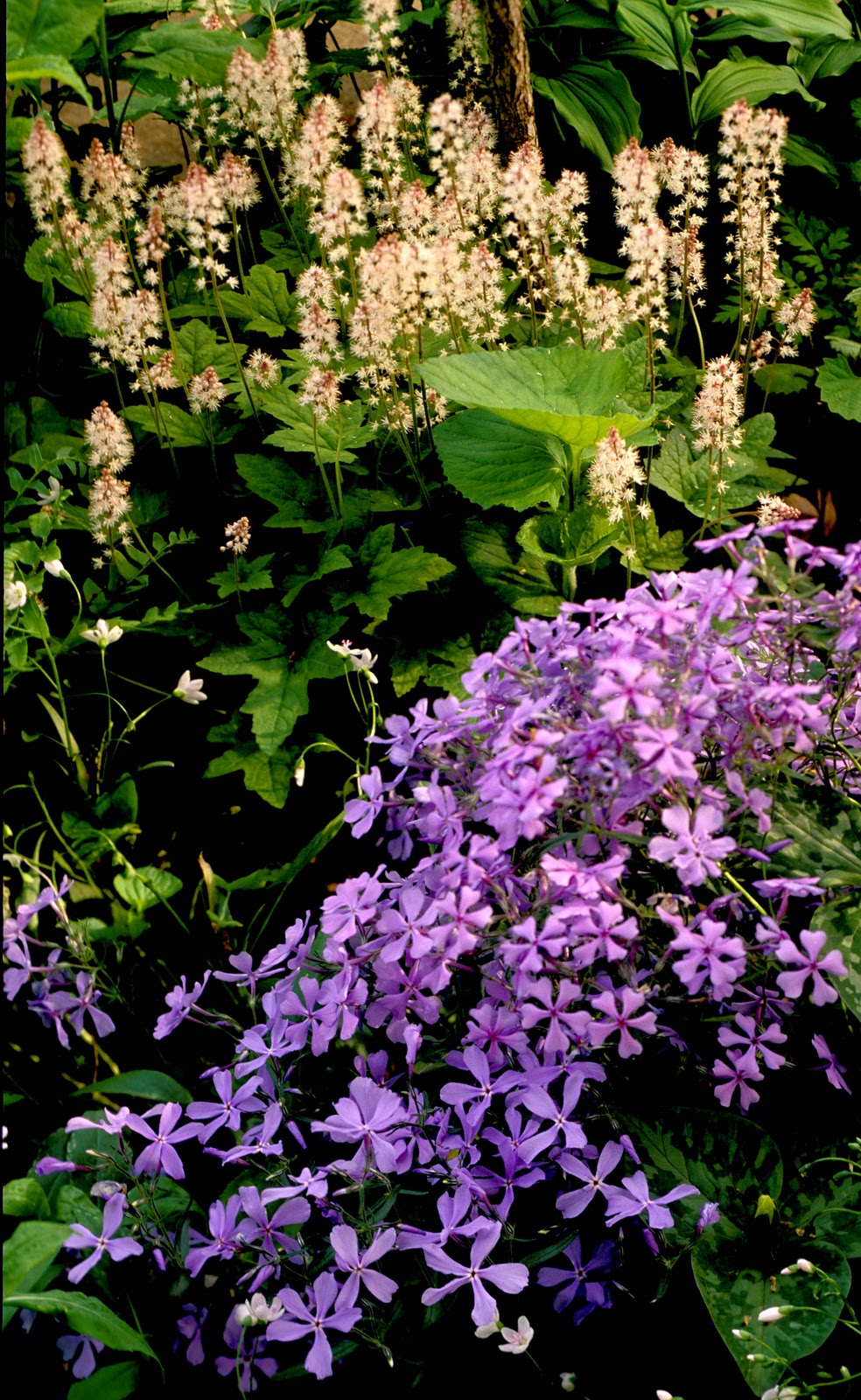 Kentucky Native Plant and Wildlife Planning a woodland wildflower garden