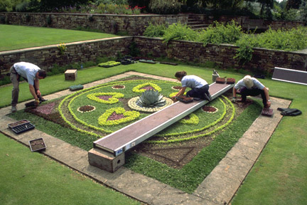 Too Many Tomatoes : Bedding Plants
