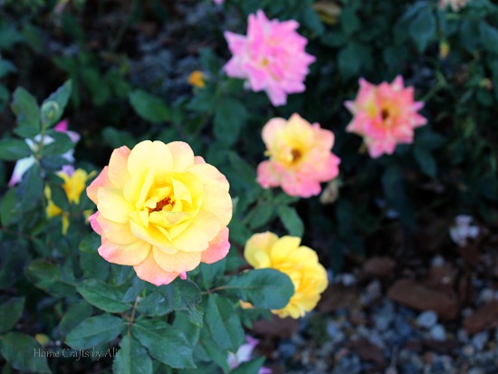 multicolored roses at the picturesque grounds of the LDS LA temple