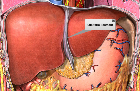 Ultrassonografia Do Ligamento Falciforme Fígado: Anatomia | Concise