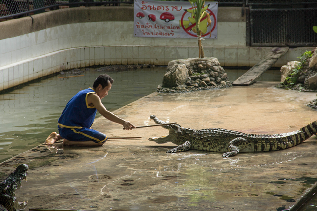 Samphran Elephant Grounds and Zoo Crocodile Show