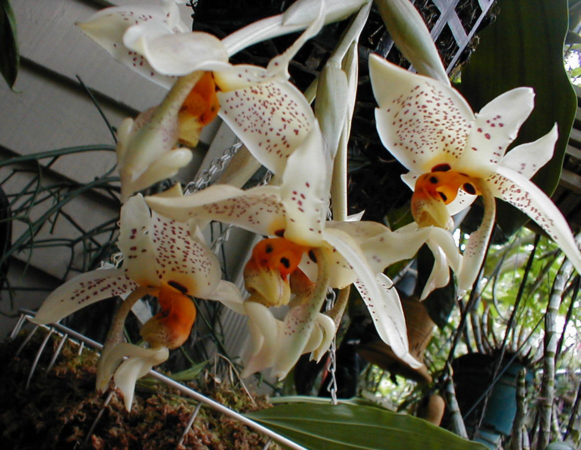 Clowesia grace dunn chadds ford. Cycnoches loddigesii. орхидея катасетум цветение. орхидея морковка. кловезия орхидея.