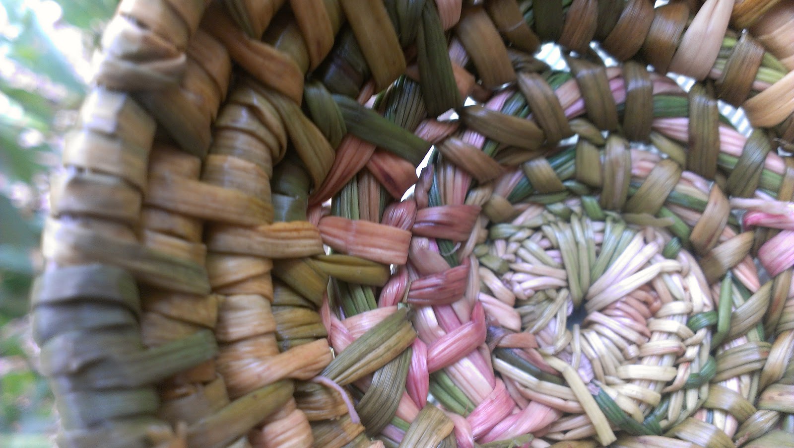 Glut a year in my patch Weaving the reeds