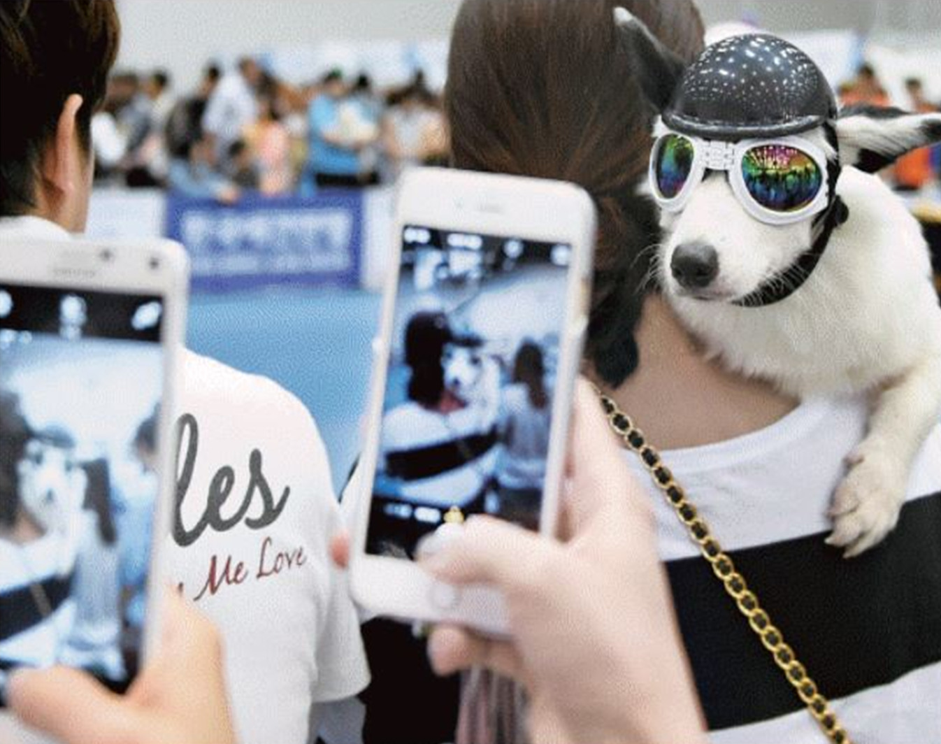 Fun & Free Daegu Travel The Largest Pet Expo In Korea All Animal