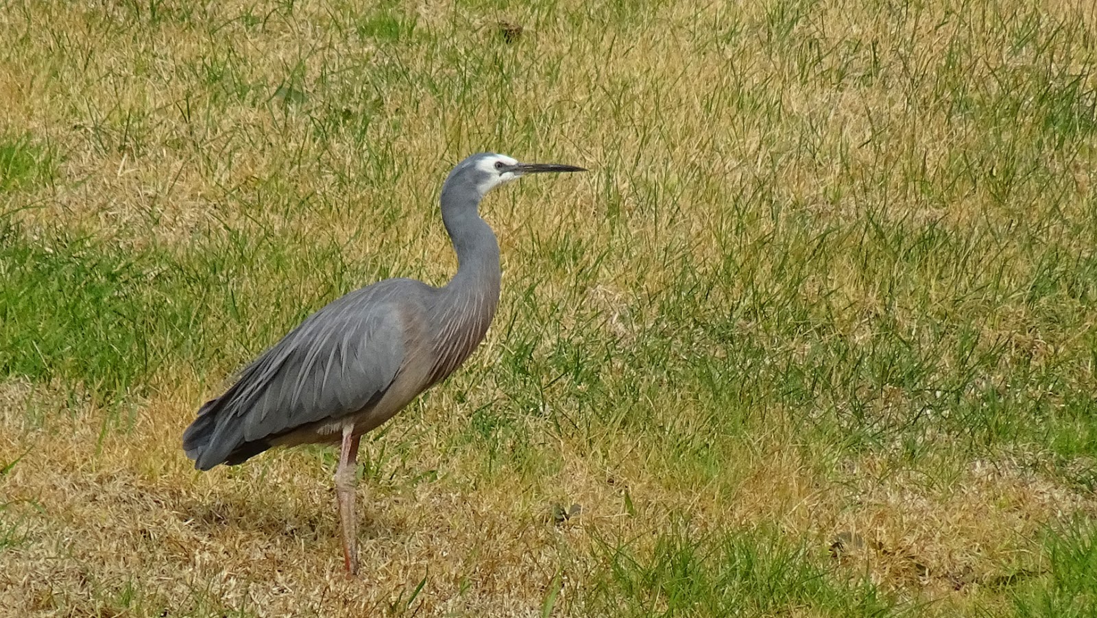 NixPages MELBOURNE BIRDS