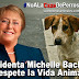 Repudiable: Presidenta de Chile Michelle Bachelet aprueba normativa para asesinar a miles de perros sin hogar mediante la caza