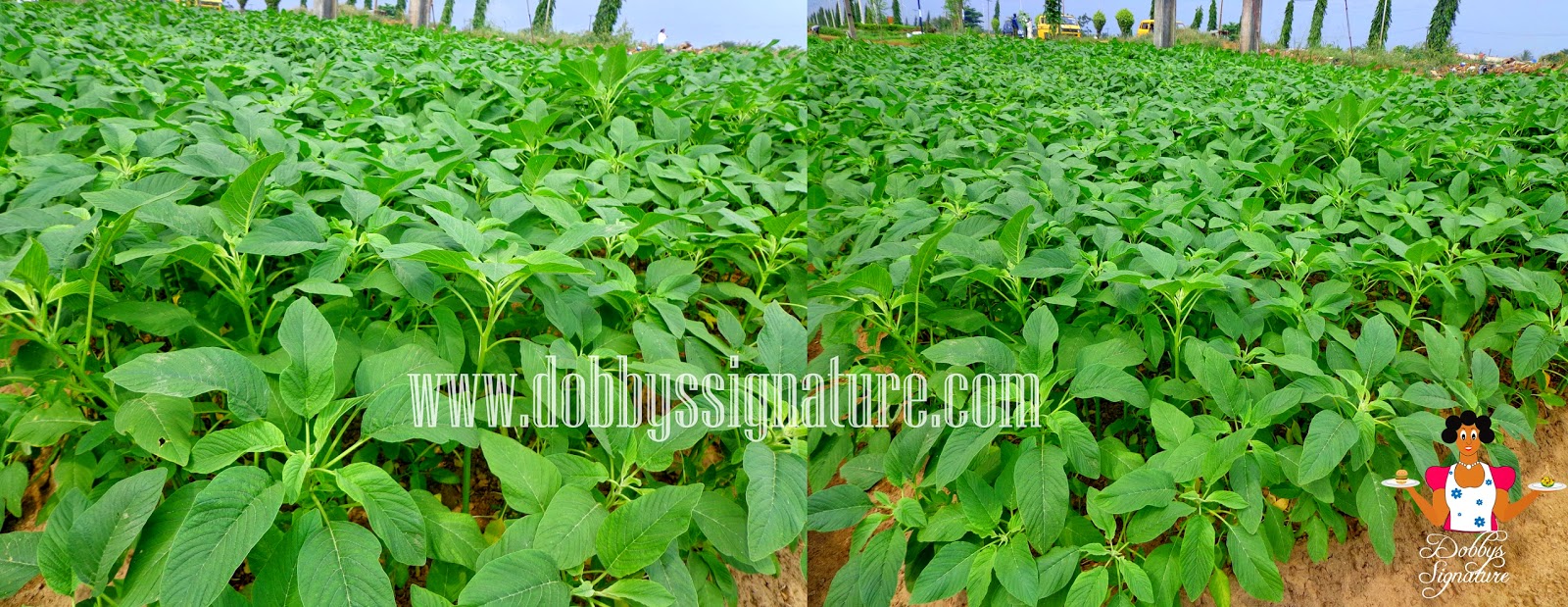 Indigenous Leafy Vegetables And Herbs Found In Nigeria (Photo) NNU POST