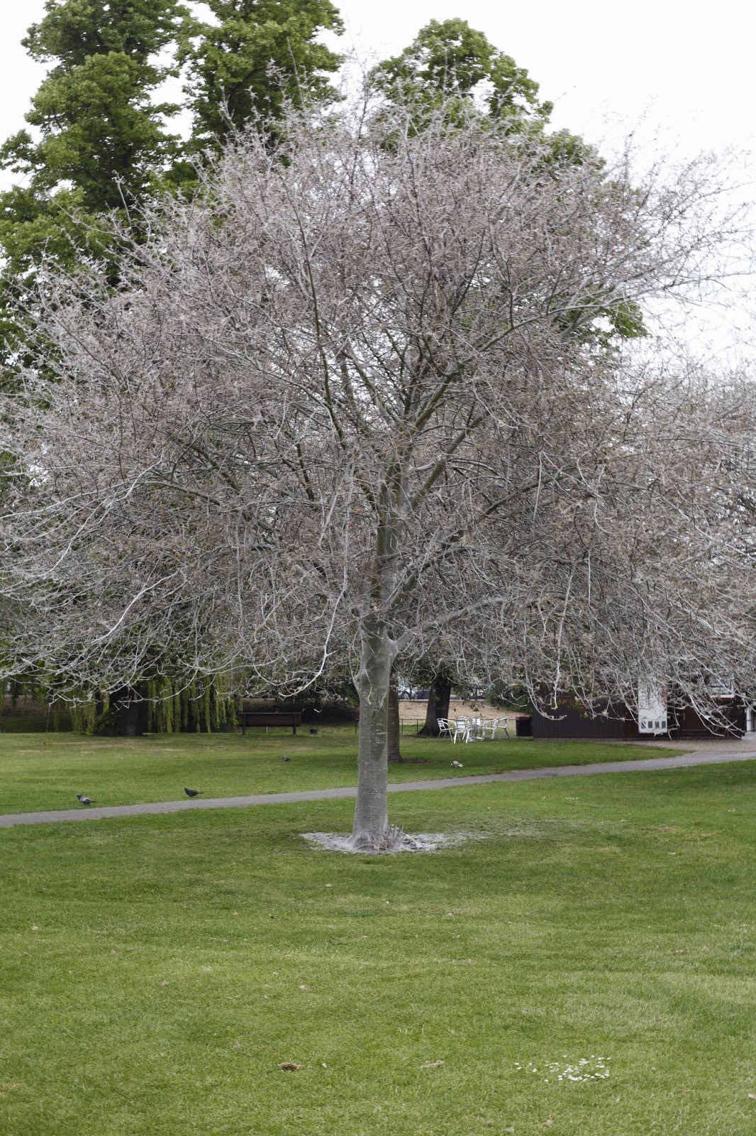 The Itinerant Botanist September 2014