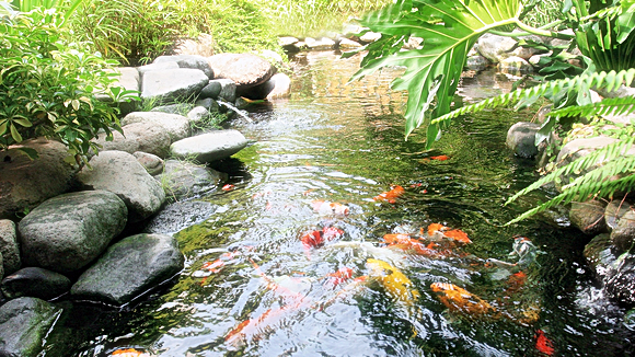 Cara menjaga air kolam koi tetap jernih ~ Dunia Air