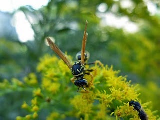 Bees sucking nectar from a wild flower.