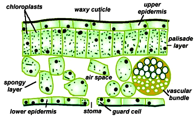 leaf structure internal biology anatomy notes figure