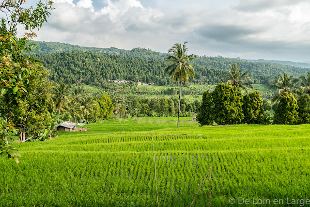 Rizières de Munduk - Bali