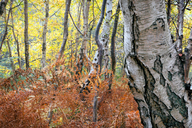 White bark of the silver birch with bright yellow autumn leaves and red ferns