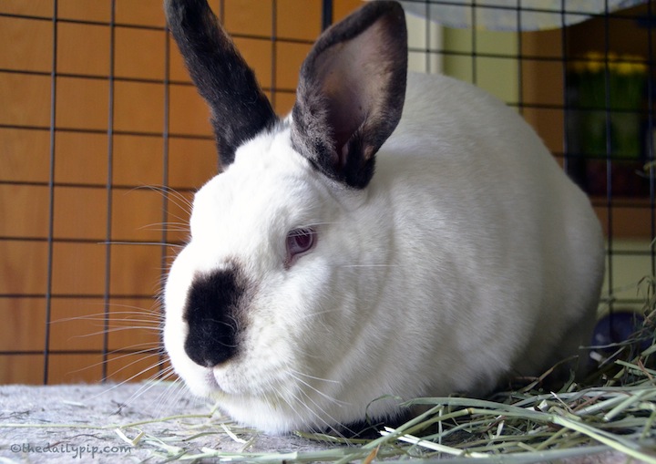The Specials: Adopting Special Needs Bunnies special needs rabbit adoptions, Californian rabbit