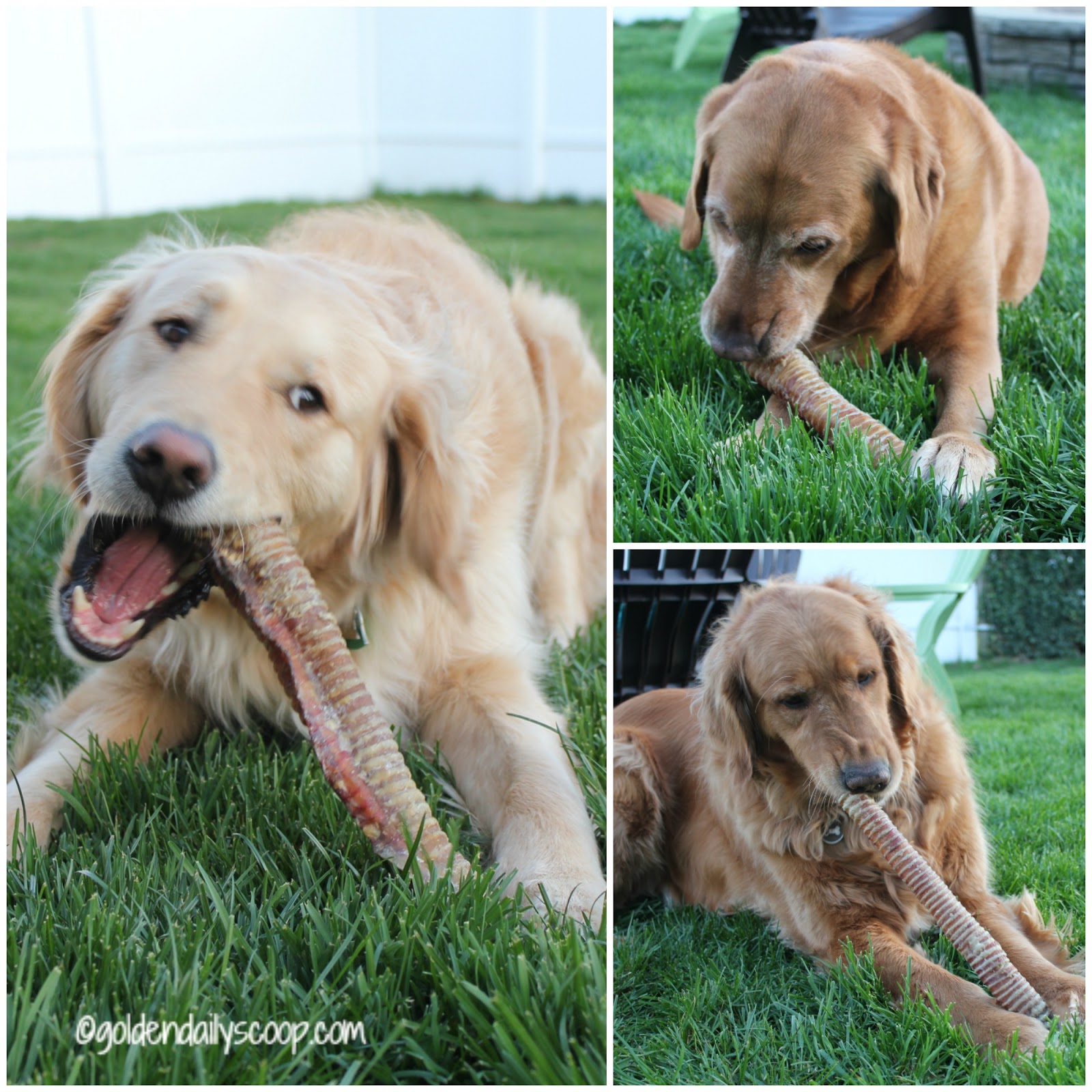 Get Your Chew on With Best Bully Sticks