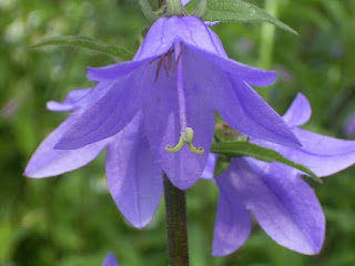 Adenophora Liliifolia Adenophora Liliifolia