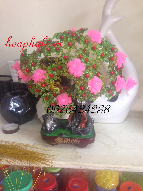 Cây kim tiền tại Thạch Thất Cay kim tien tai Thach That