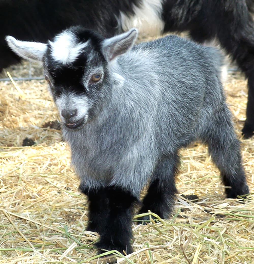 RoysFarm Caring For Newborn Pygmy Goats