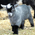 Dwarfism in Goats