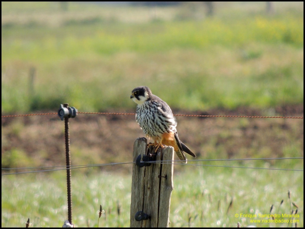 Ría de Ribadeo: Curuxa das xunqueiras (Búho campestre)