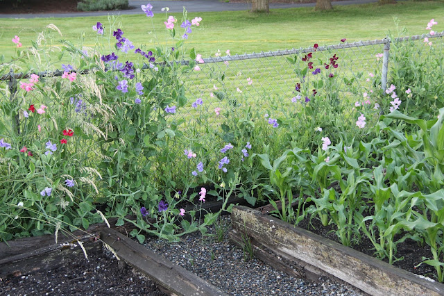 gardening in western washington: June 2013