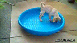 paddling pool dog