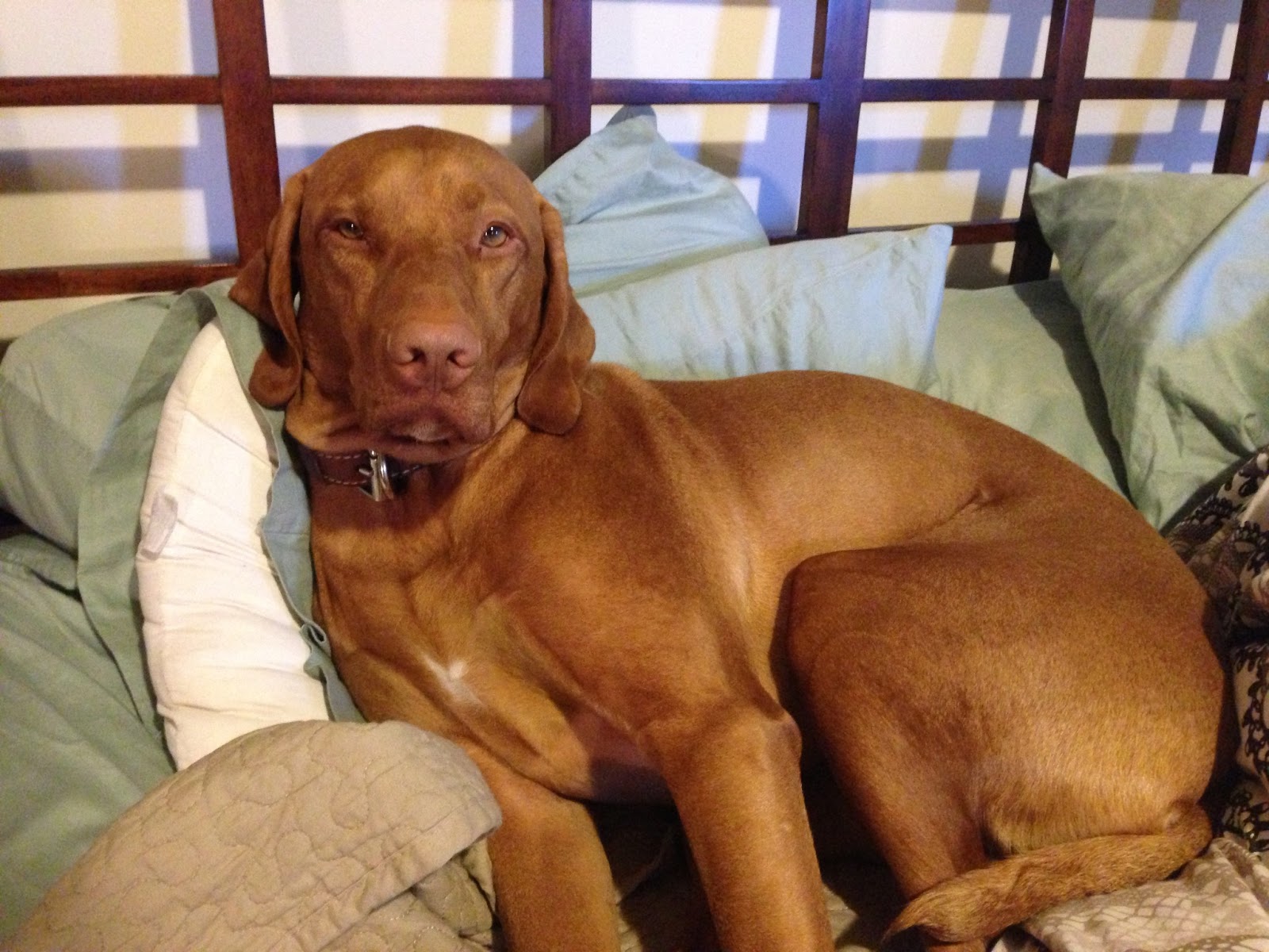 My Dog Hates Puppies THE DAILY TAY