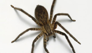 Η φωτογραφία τεράστιας αράχνης προκαλεί… τρόμο!