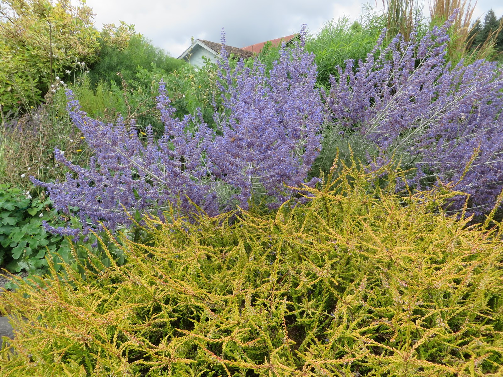 Evergreen Shrubs For Clay Soil Uk