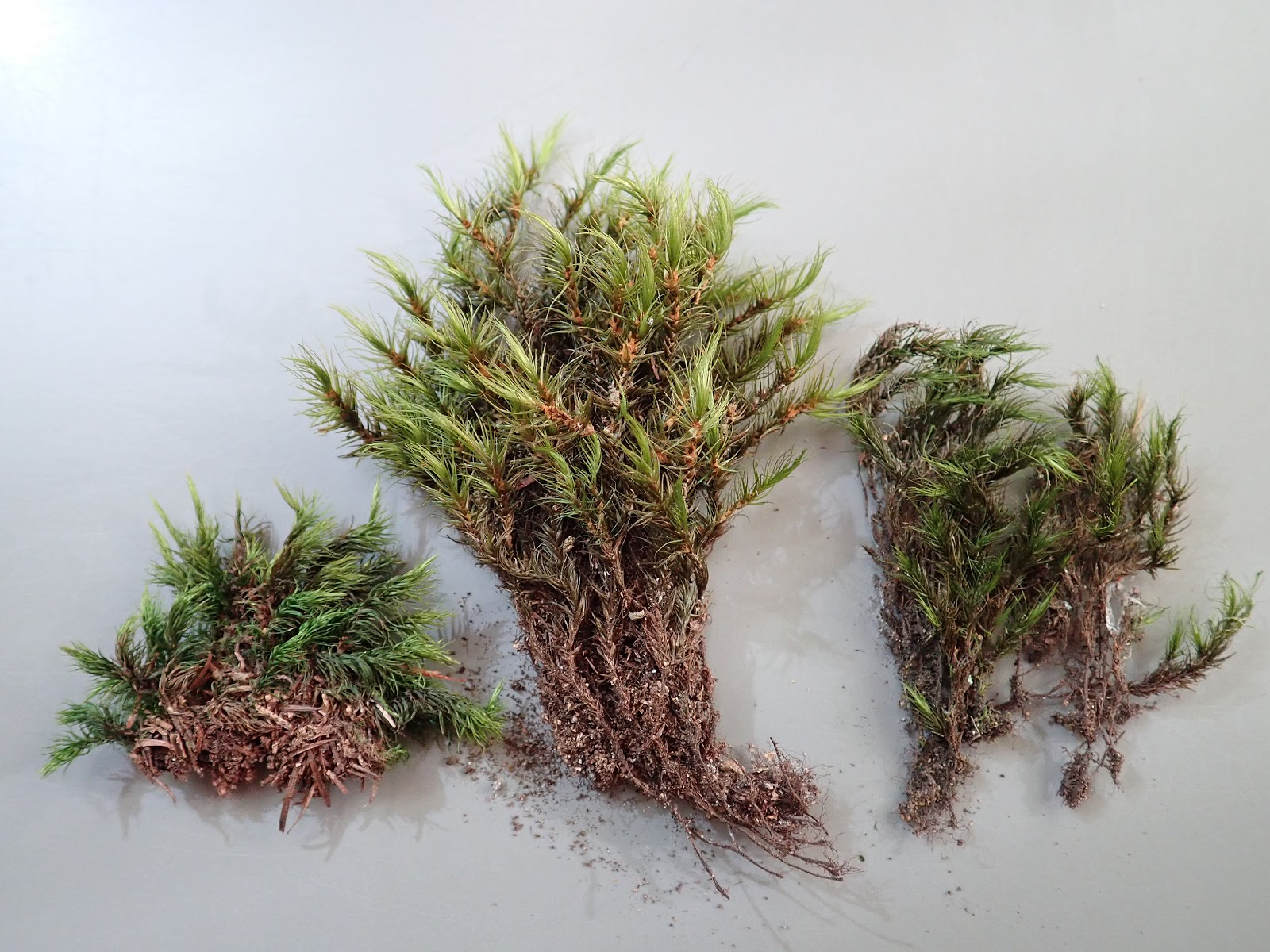 シフネル オオシッポゴケとカモジゴケとミヤマシッポゴケの比較