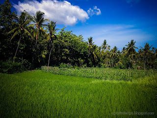 Natural Scenery Of Agricultural Land Of The Rice Fields At Ringdikit Village, North Bali, Indonesia