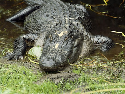 Alligator The Life Of Animals